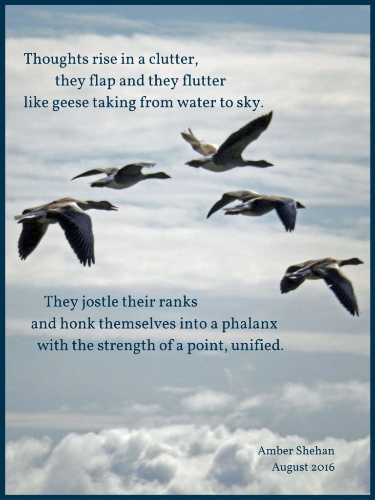 Flocking Thoughts - a poem by amber shehan of pixiespocket.com