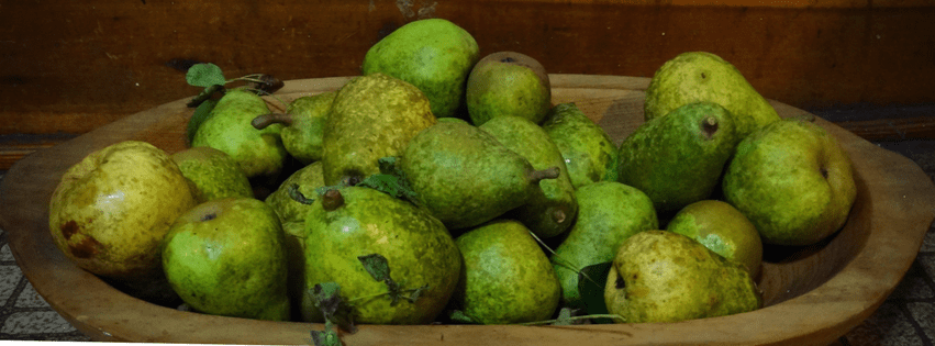 pears waiting to be made into delicious pear butter! See the recipe on pixiespocket.com