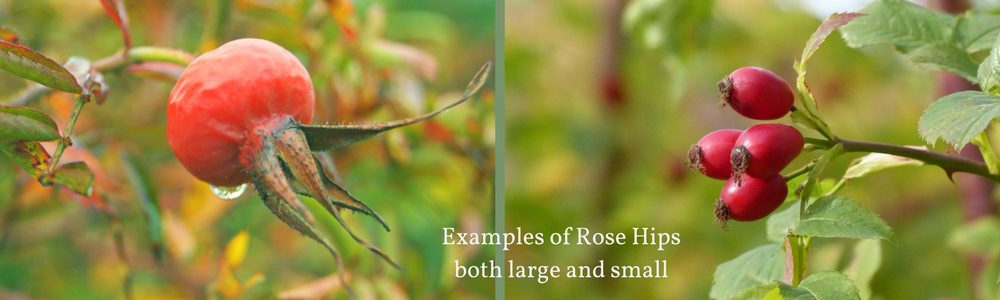 Foraging for Rose Hips - a guide and list of recipes on pixiespocket.com 