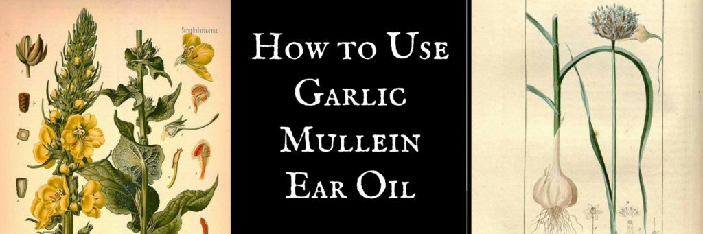 How to UseGarlicMulleinEar Oil