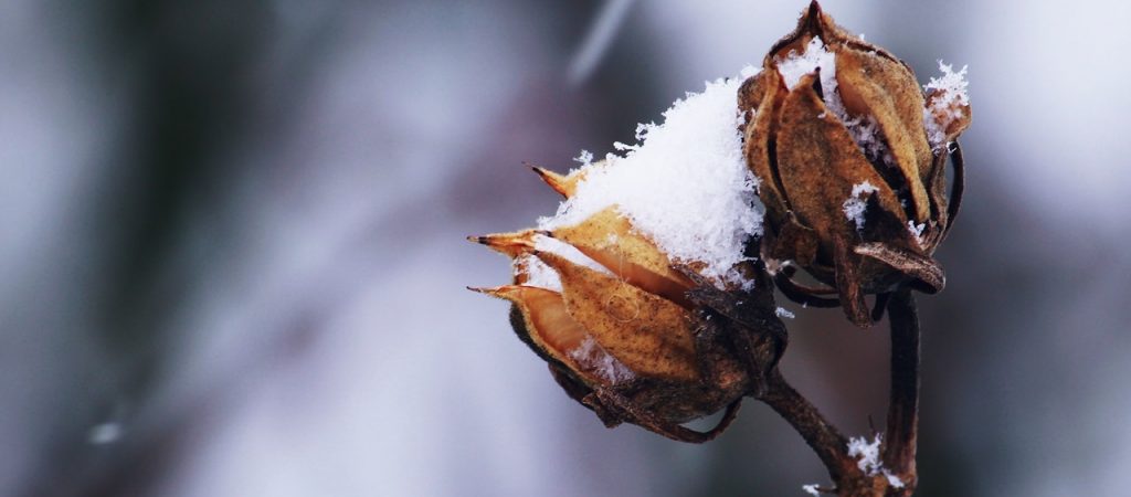 Roses in snow (1)