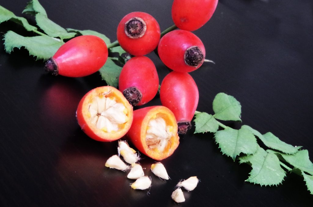 Foraging for Rose Hips - a guide and list of recipes on pixiespocket.com 