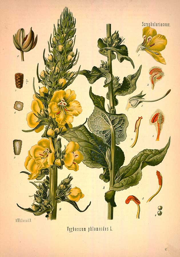 mullein