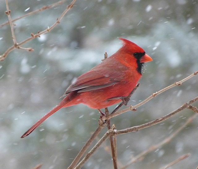 from Pixiespocket.com -- Birds are great to have around! I take pains to care for the wild birds in winter, since it can be a rough time to survive. Tips, tricks, and some DIY projects for you to try!