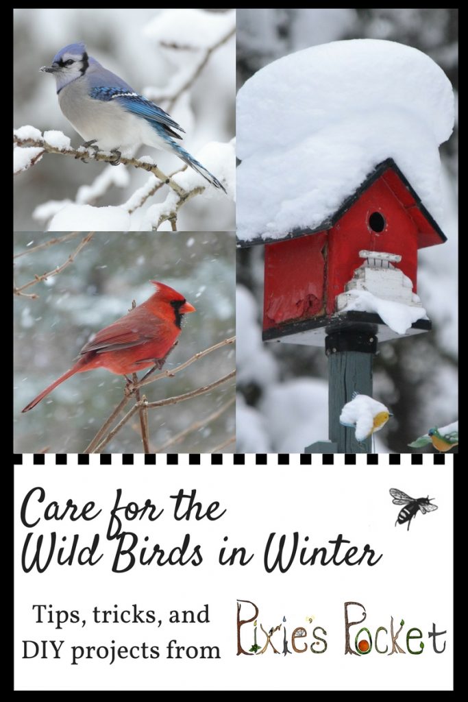 care for wild birds in winter