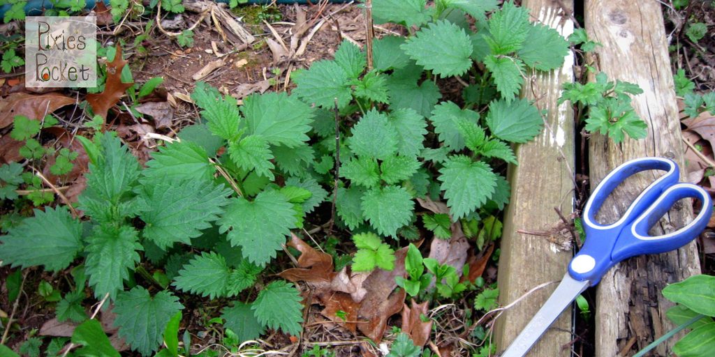 From NETTLES – A FEAST ON THE FOREST FLOOR by Pixie's Pocket