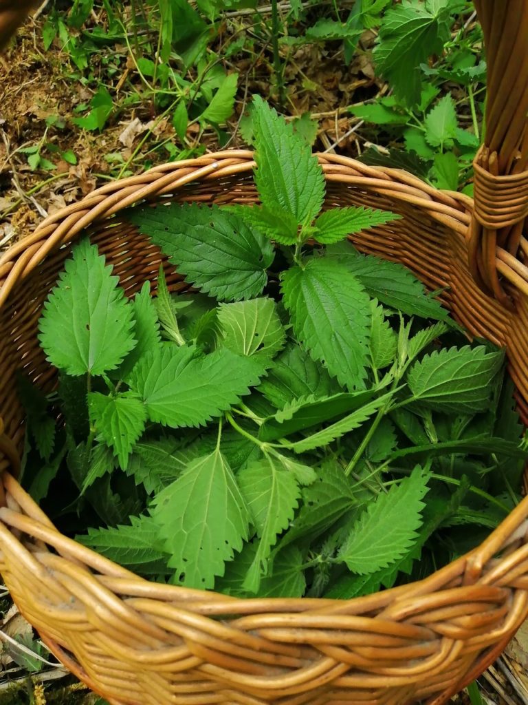 nettle-ga89396820_1280