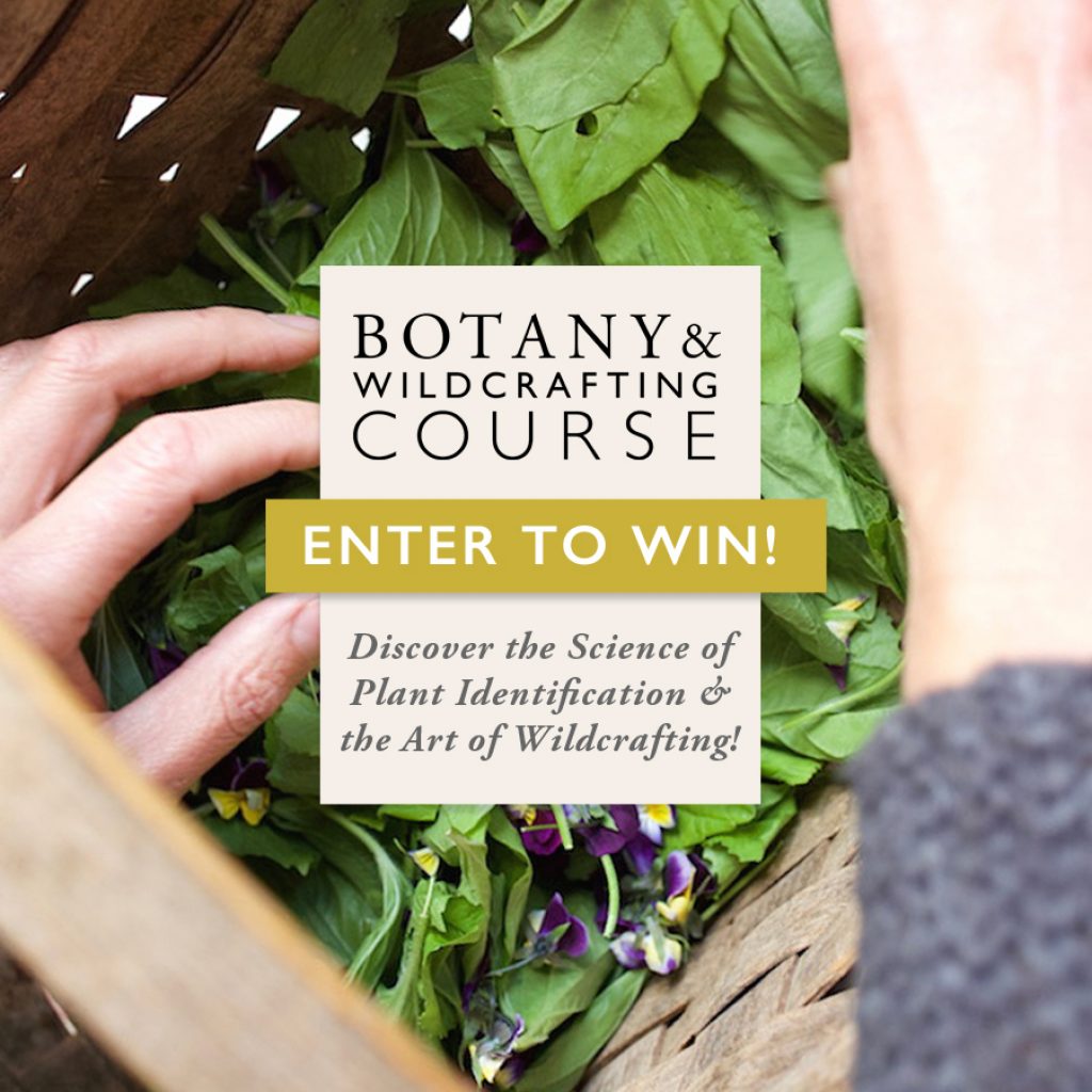 Basic Botany and Wildcrafting Course GIVEAWAY through April 17 2018 - Herbal Academy on Pixie's Pocket