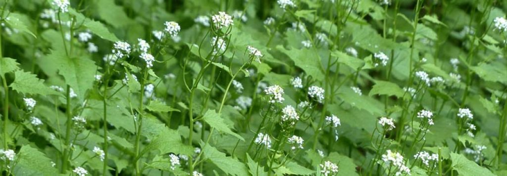 Garlic Mustard Pesto Recipe from Pixiespocket.com