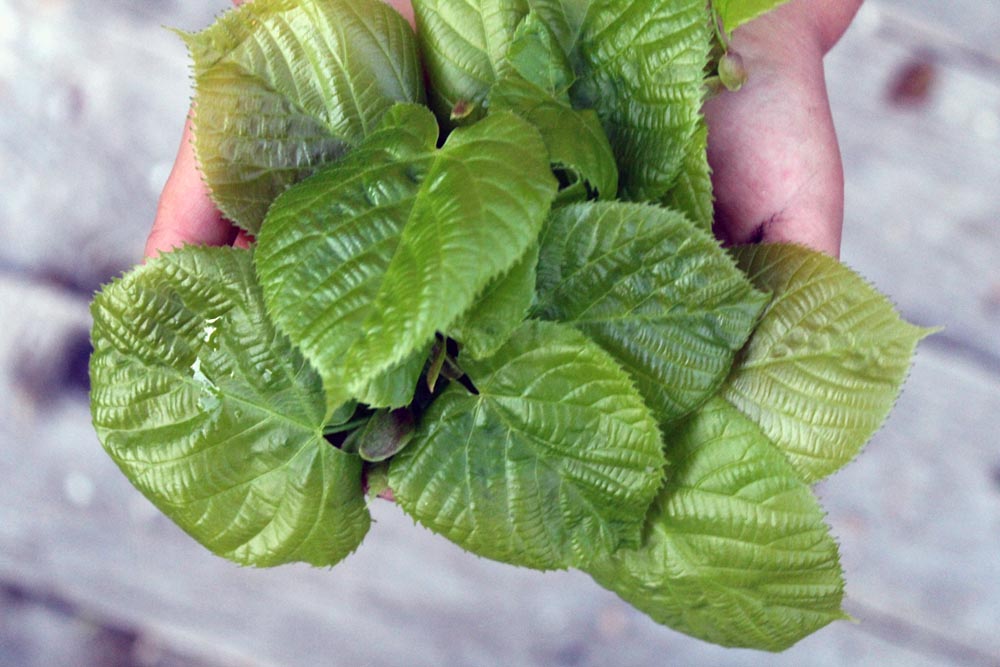 Linden Leaf Salad: Foraging, Identification, and Use - a guest post on pixiespocket.com