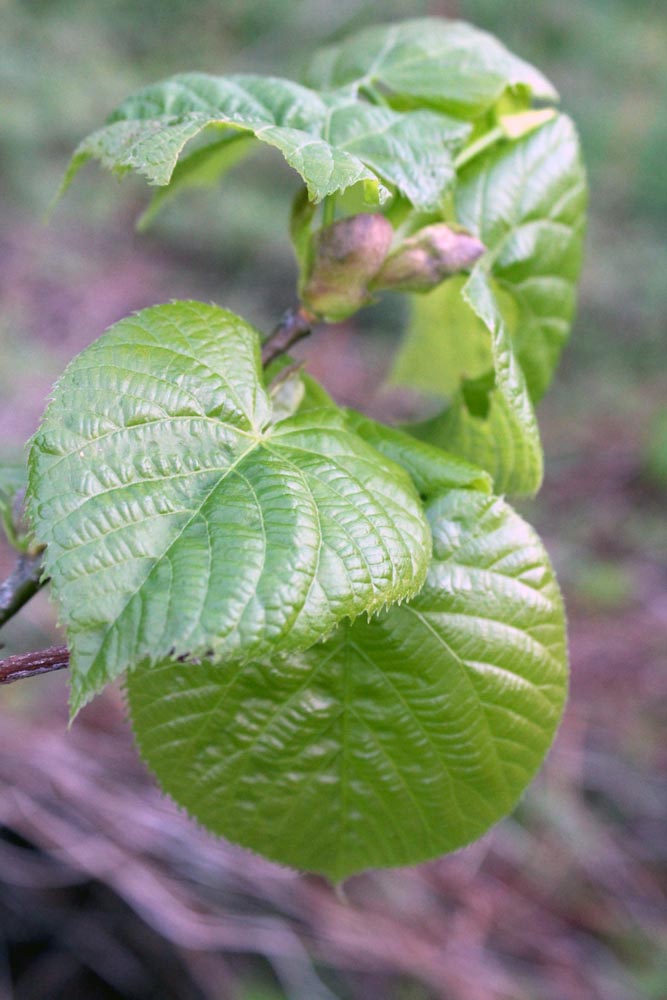 Linden Leaf Salad: Foraging, Identification, and Use - a guest post on pixiespocket.com