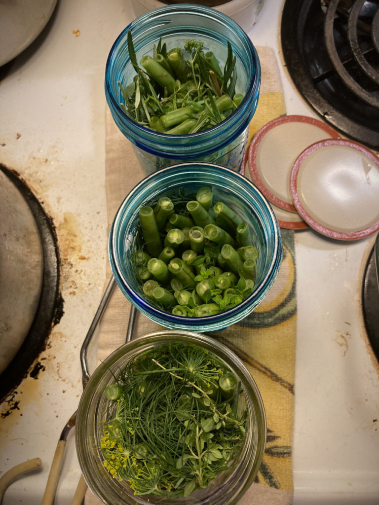 Jars full of beans and herbs, waiting for hot brine to be ladled in. Pixie's Pocket, Herbed Dilly Bean Recipe