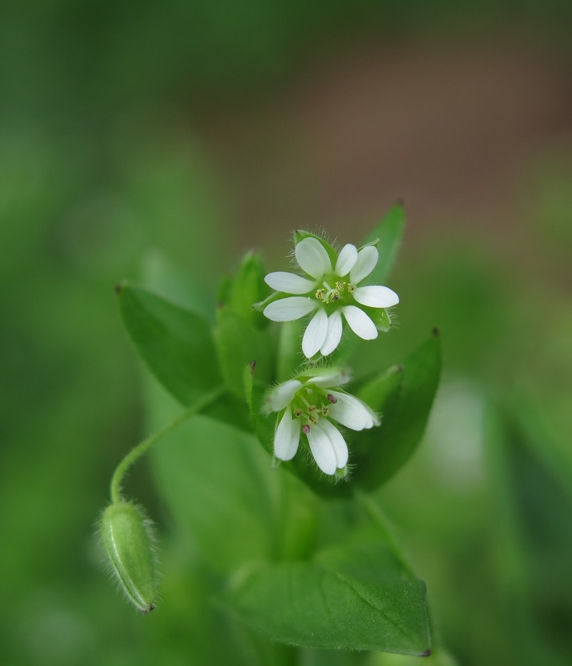 chickweed-3199367_1280