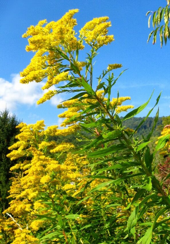 goldenrod skyscraper