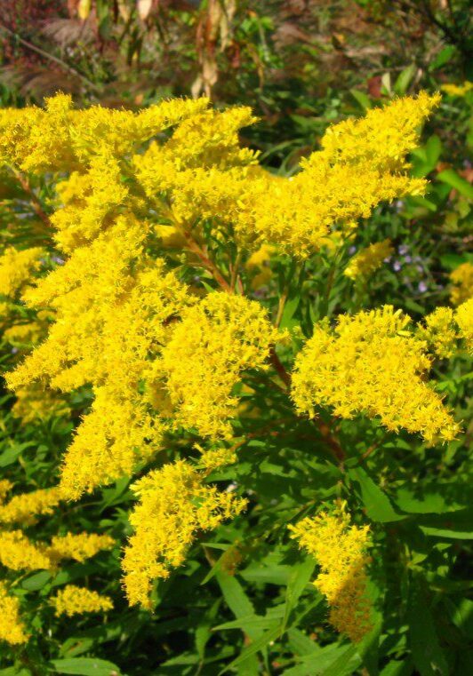 Harvesting Goldenrod: a poem by Amber Shehan