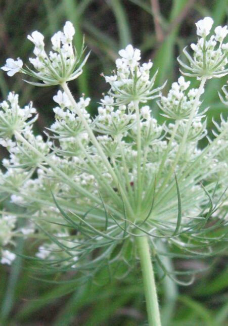 RECIPE BOX: QUEEN ANNE’S LACE FLOWER JELLY