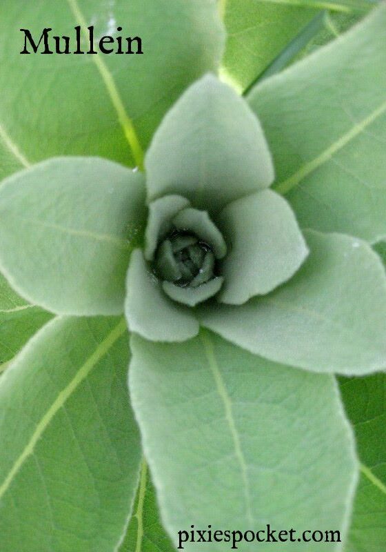 I rescued this baby mullein from a home where it was not needed and now it (and its sister) are growing taller, gaining steam, and fully expected to give me some beautiful blooms in a month or two!