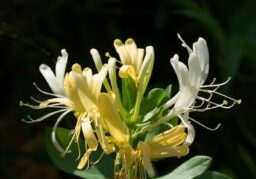 Honeysuckle