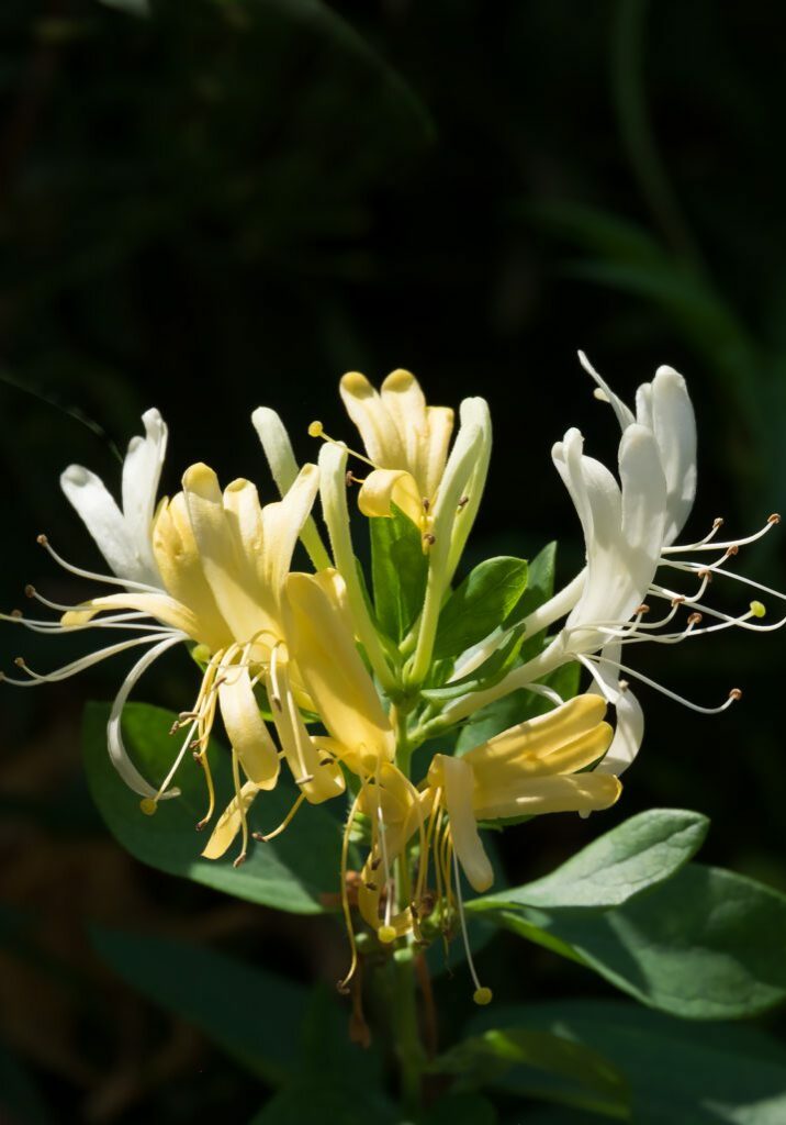 Honeysuckle