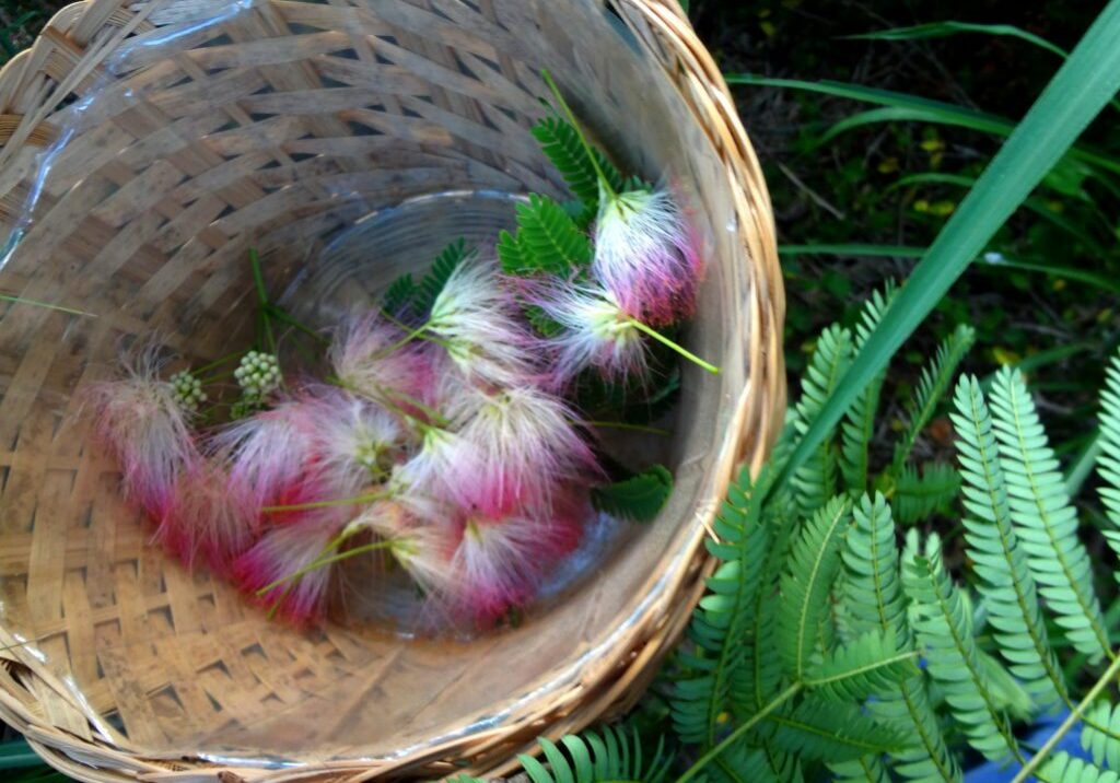 2016-06-26 mimosa1