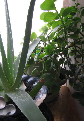 plants in pots over winter pixiespocket.com