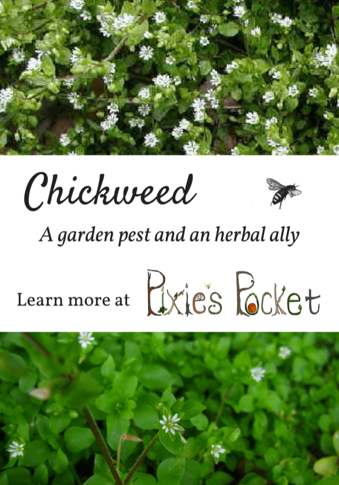 Chickweed