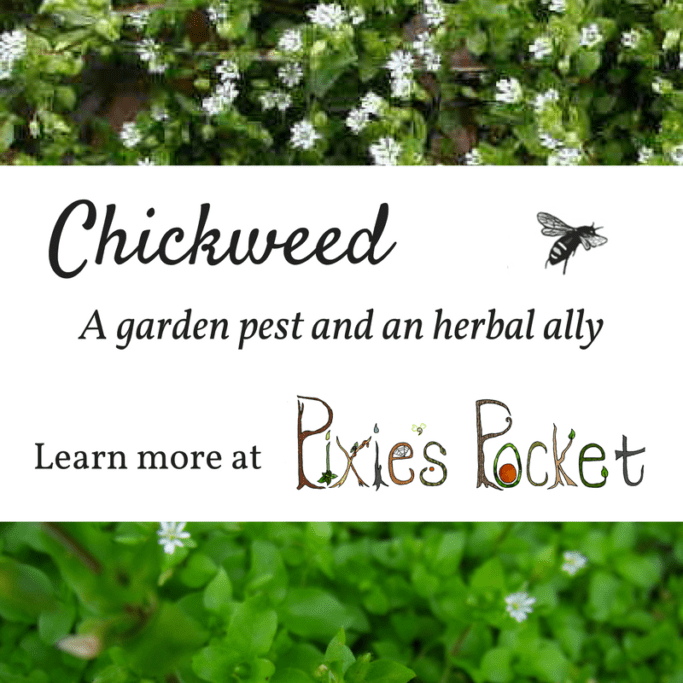 Chickweed