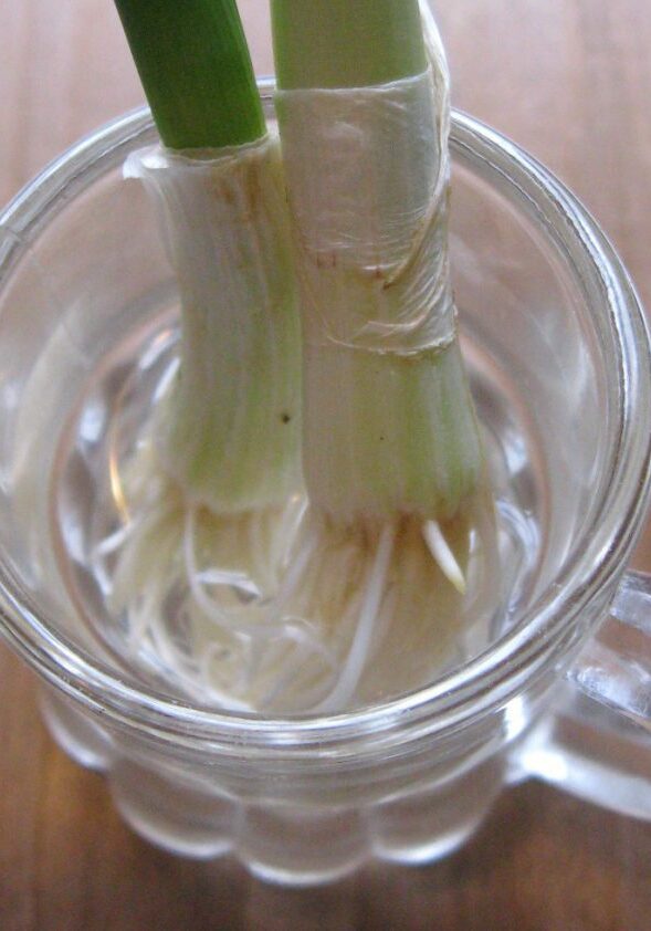 onions from scraps