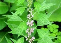 An image of the motherwort plant in bloom with overlay text "Motherwort and lemon balm brew, a beer to soothe the savage beast"