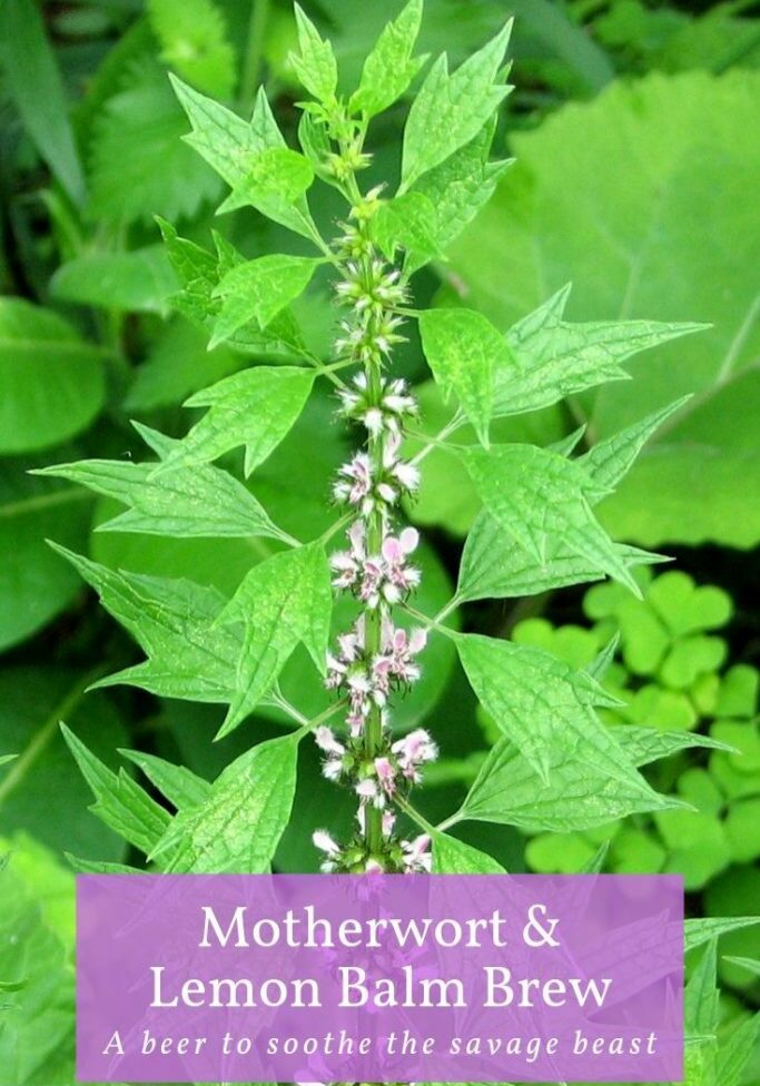 An image of the motherwort plant in bloom with overlay text "Motherwort and lemon balm brew, a beer to soothe the savage beast"