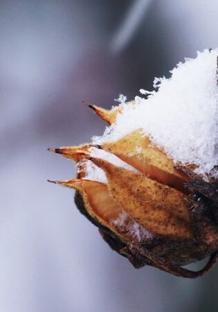 Roses in snow (1)