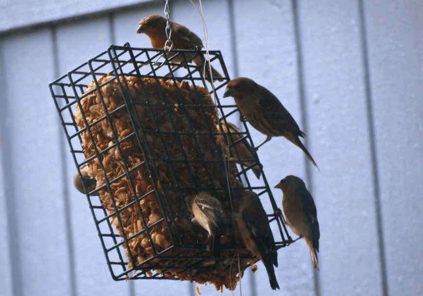 MAKING SUET – A RECIPE FOR YOUR FEATHERED FRIENDS! - a recipe from pixiespocket.com