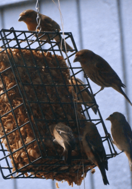 MAKING SUET – A RECIPE FOR YOUR FEATHERED FRIENDS! - a recipe from pixiespocket.com