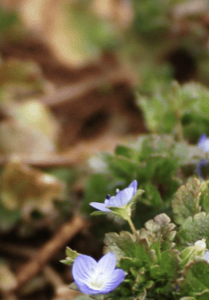 APPALACHIAN SPRING: PLANT IDENTIFICATION 1 (SOLVED) - pixiespocket.com