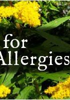 Seasonal Allergies Goldenrod Banner