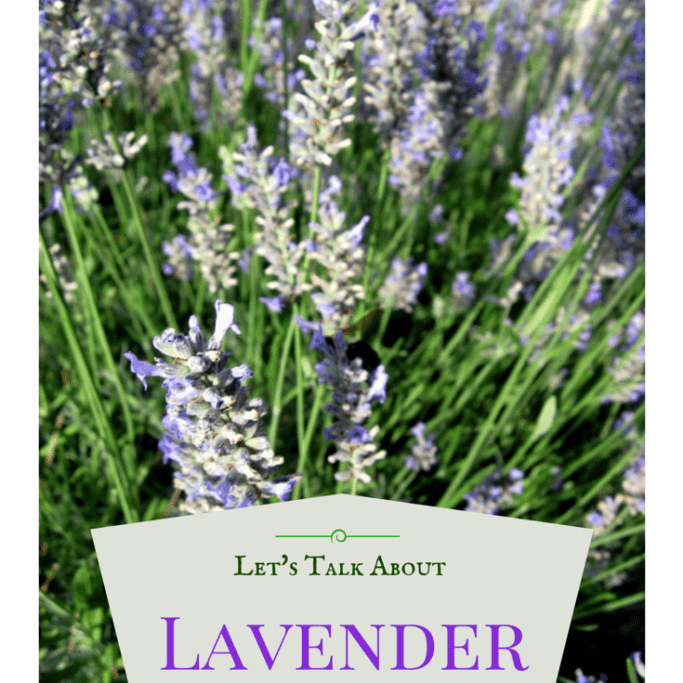 Lavender pixiespocket.com