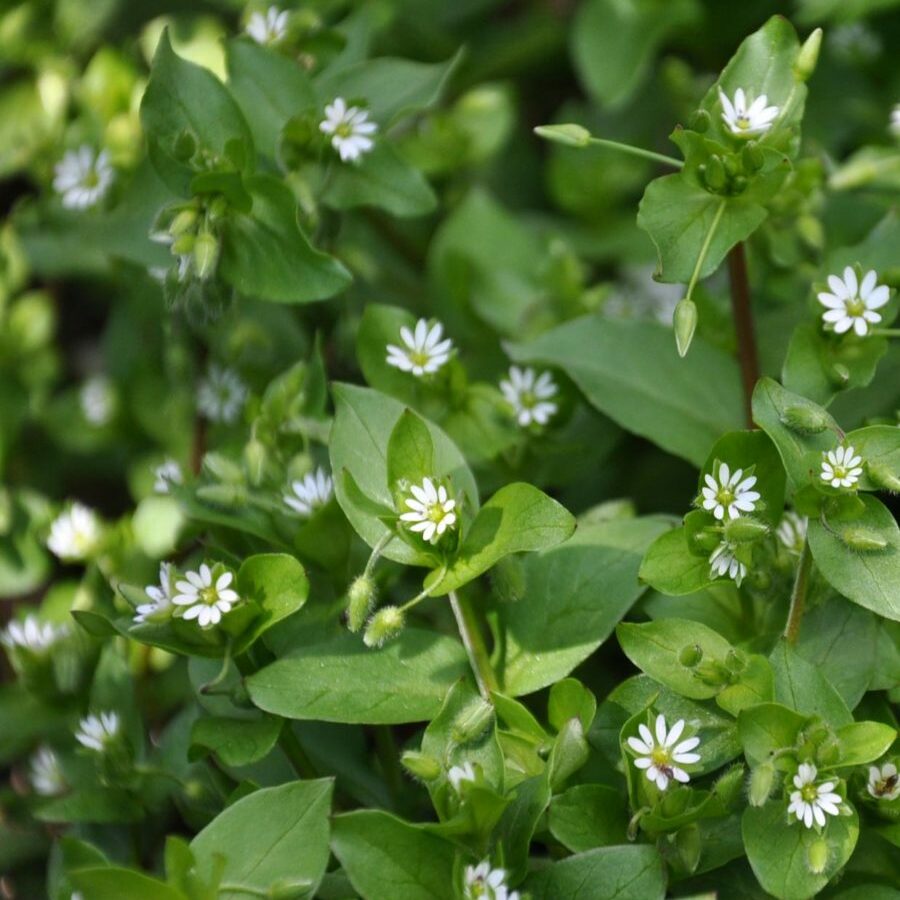 Stellaria_media_Common_Chickweed_ჟუნჟრუკი