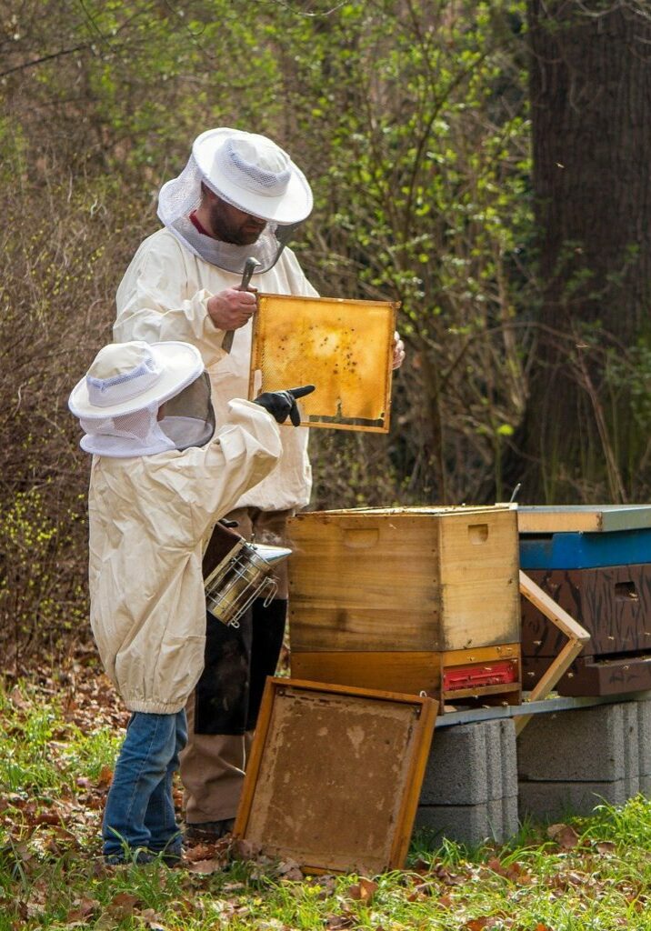 beekeeper-4426003_1920