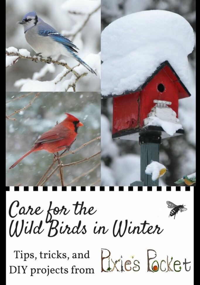 care for wild birds in winter