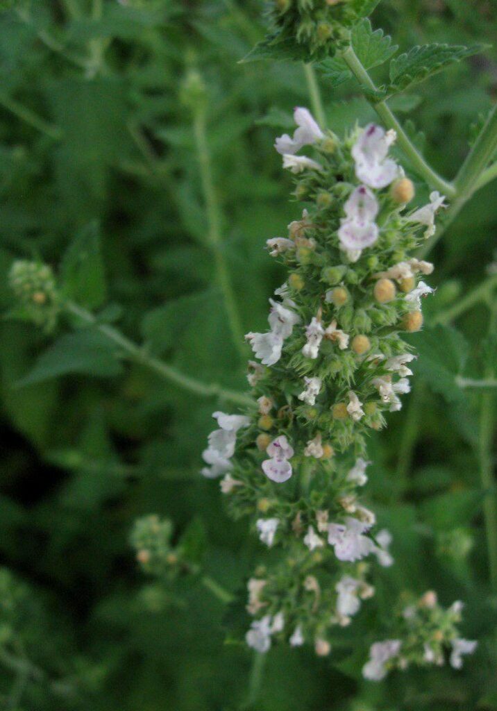 catnip flower - learn more about using catnip at pixiespocket.com