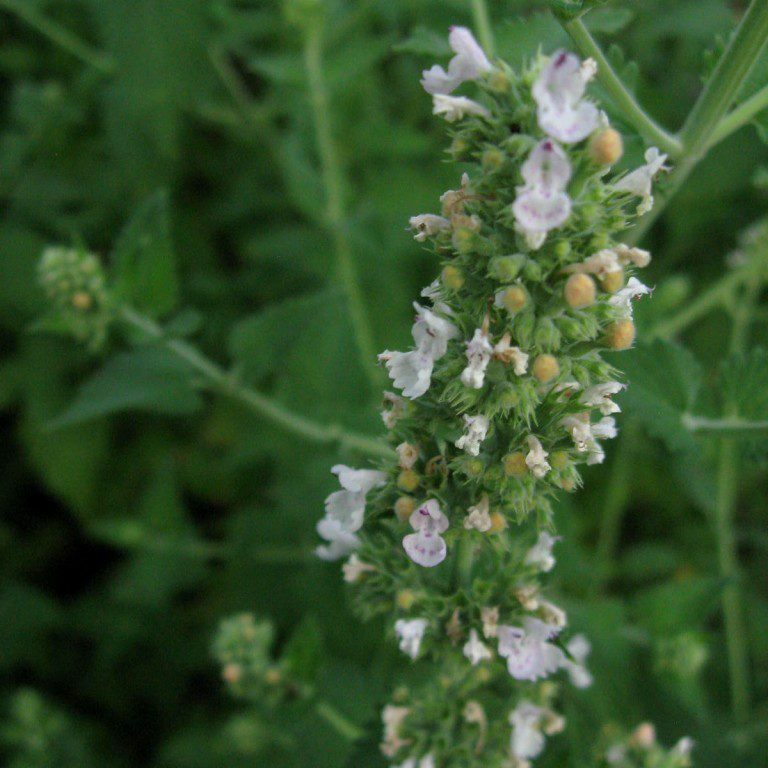 catnip flower - learn more about using catnip at pixiespocket.com