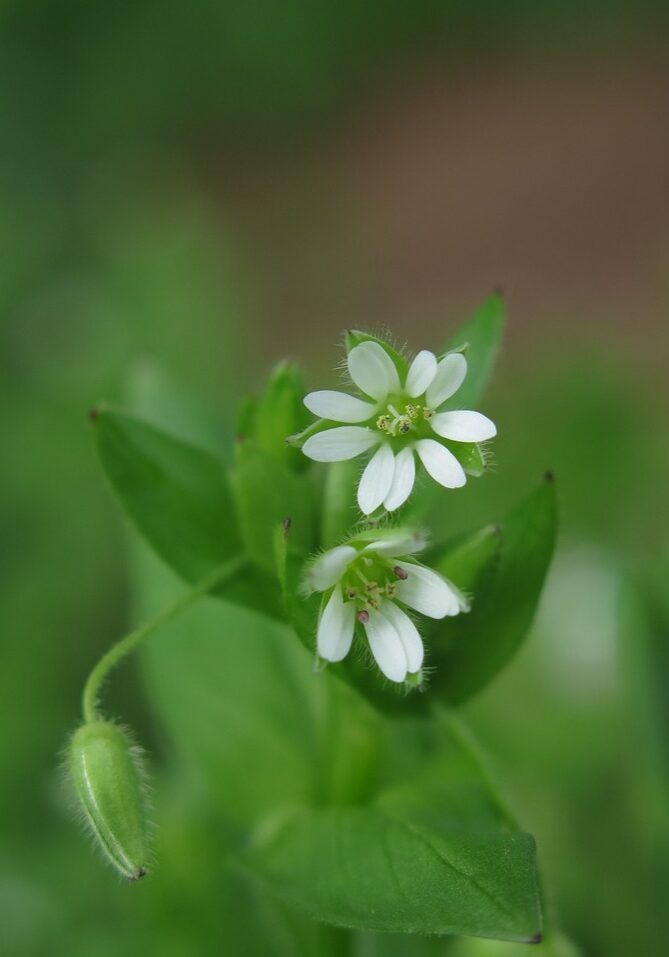 chickweed-3199367_1280