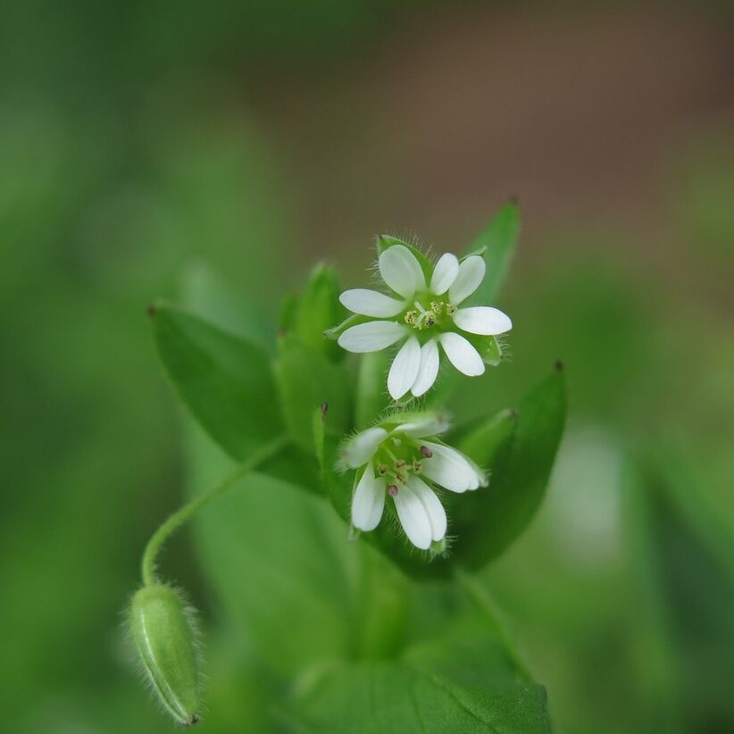 chickweed-3199367_1280