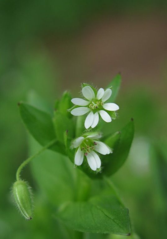 chickweed-g898f8e5ad_1280