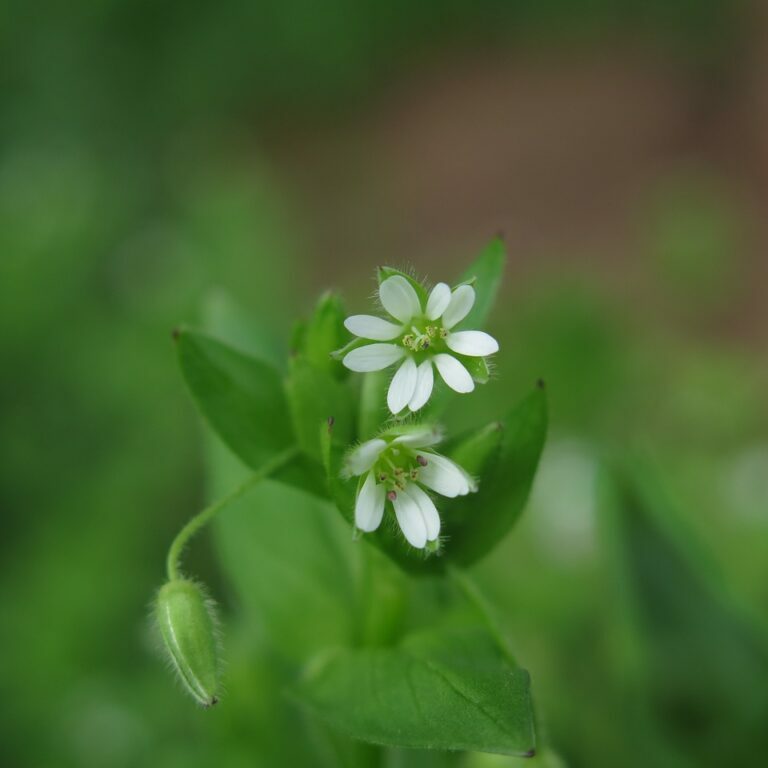 chickweed-g898f8e5ad_1280