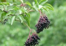 elderberries, perfect for making elderberry mead!