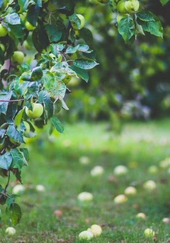 healthy-apple-summer-garden