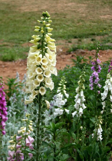 Foxglove from Spirithaven Farm, Stuart, VA