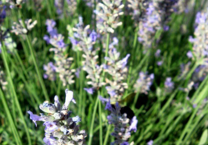 lavender
