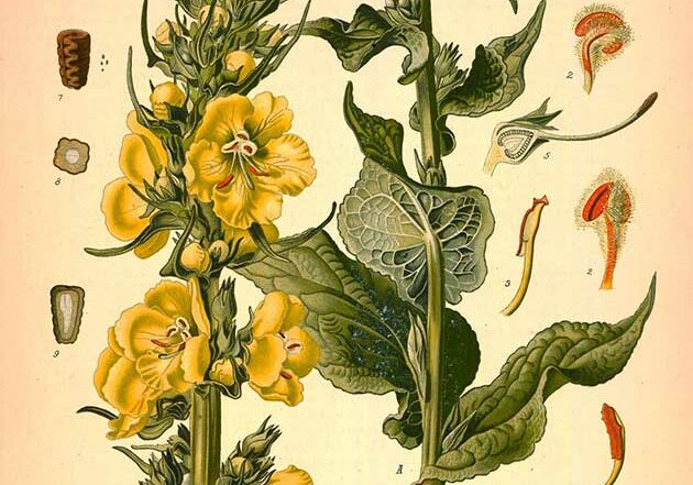 mullein